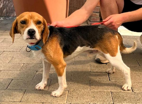 Skinny Mini Beagle